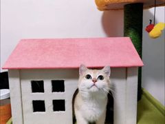 -Bastet sally猫舍购宠(静安店)