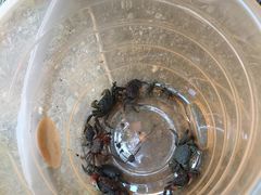 小螃蟹-吴淞炮台湾湿地森林公园烧烤区