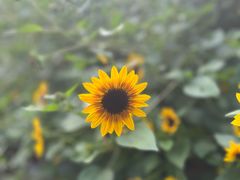 -东莞植物园