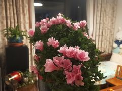 -新湖明珠城