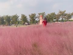 -鹅湖玫瑰文化园