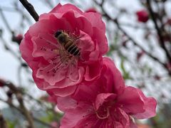 -天适樱花悠乐园