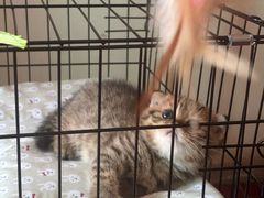 -宠颐生宠物医院·骨外科·犬猫全科诊疗中心(池州店)