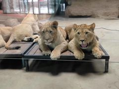 -鄂尔多斯野生动物园