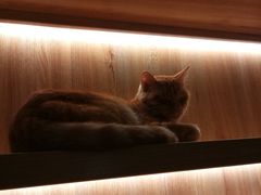 大堂-滚猫咖啡·猫咖·猫友好撸猫(未来城店)