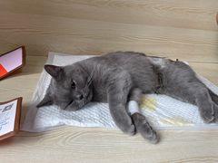 -乐派堂宠物医院·猫友好· 心脏科(东街店)