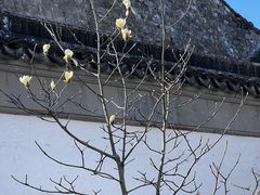 -黎里古镇
