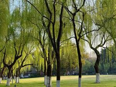 -柳浪闻莺公园