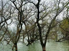 -宝安西湾红树林湿地公园