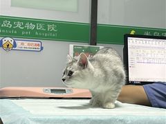 -半岛宠物医院24小时(科华中路店)
