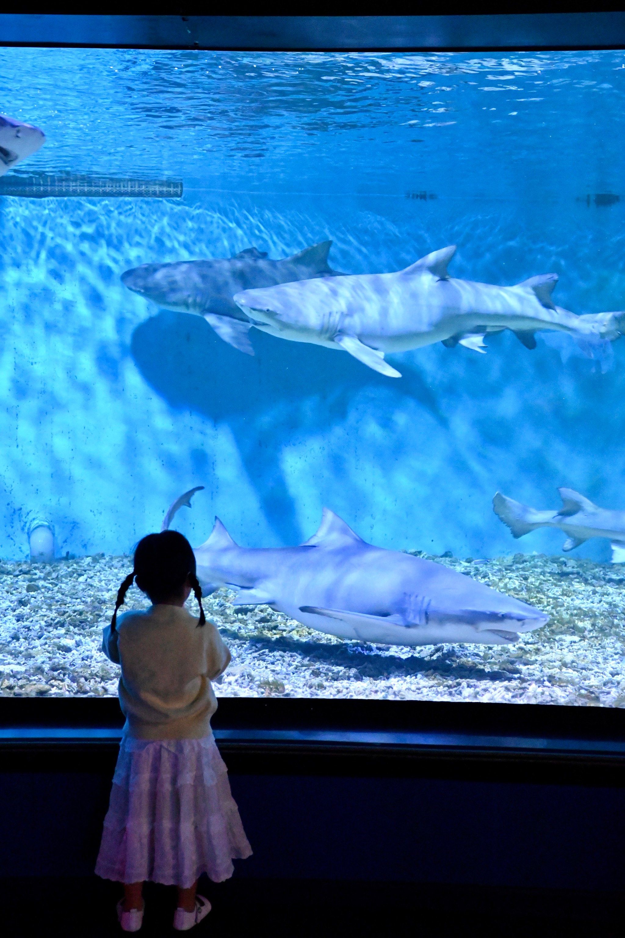 互动98
海洋馆9615十个主题展区,3万余只海洋生物
鲨鱼00