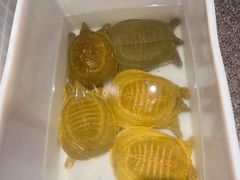 -洪湘记川湘·甲鱼馆(四海凯悦美食广场店)