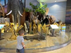 -卡通尼·Safari非洲探索乐园·生日会(金桥国际商业广场店)