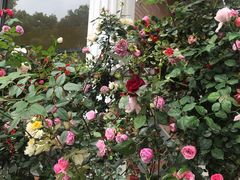 -上海市民办金苹果学校