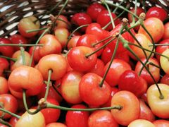 -上海菊园樱桃研究所