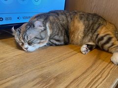 -MOCHA明星猫咖(田子坊店)
