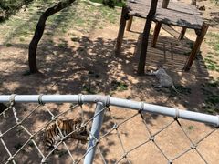 -西霞口神雕山野生动物世界