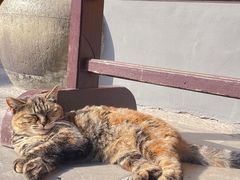 -龙华素斋(龙华路店)