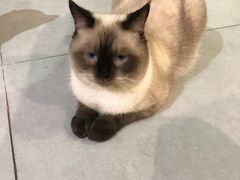 -Heymao猫咖.咖啡厅(东门店)