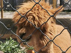 -长白岛森林公园