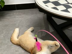 -lincat·猫舍(广州店)