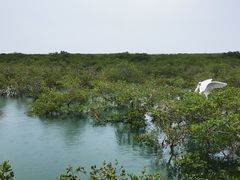 -北海金海湾红树林生态旅游区