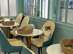-安格丽娜·狗咖·猫咖羊驼咖(春熙路百盛商场店)