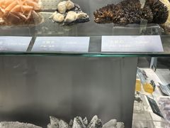 -中国地质博物馆