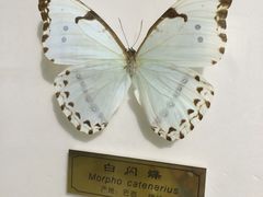 -上海昆虫博物馆