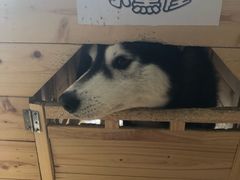 -Husky Go! 哈士奇体验馆·宠物咖啡厅狗咖
