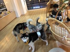 -Husky Go! 哈士奇体验馆·宠物咖啡厅狗咖