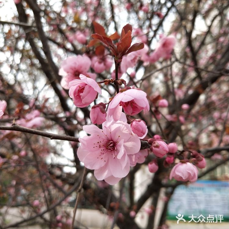 贵在坚持 春天到了 花儿都开了