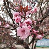贵在坚持 春天到了 花儿都开了