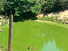 -西霞口神雕山野生动物世界