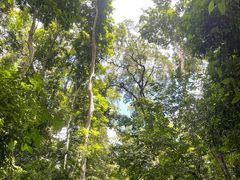 -西双版纳原始森林公园