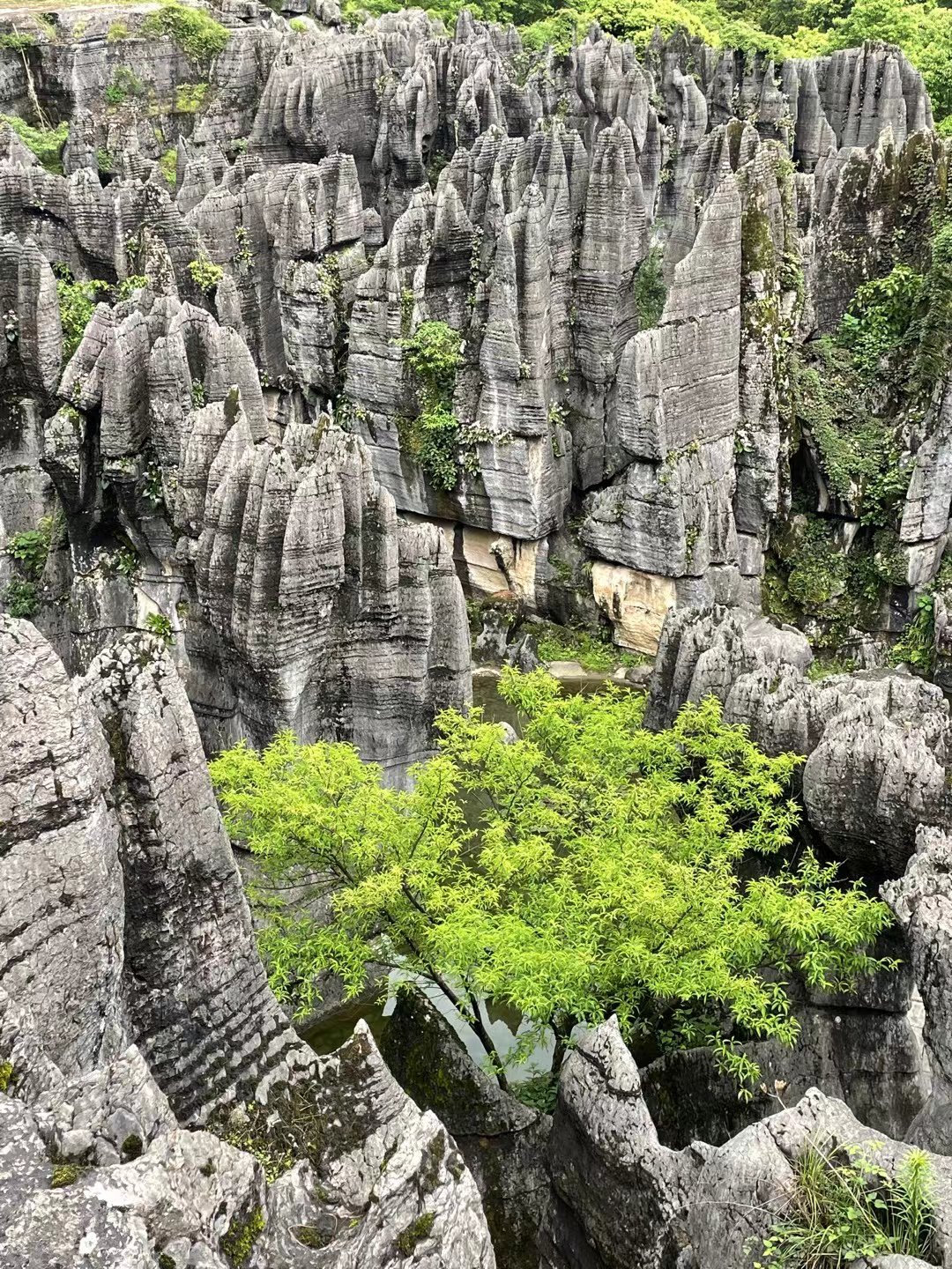 龙鳞石海图片