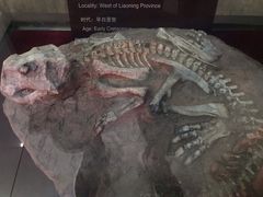 -中国西峡恐龙遗迹园