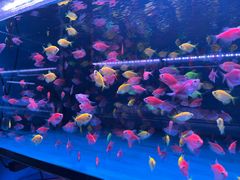 -中环花鸟鱼虫市场
