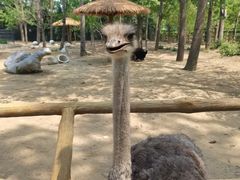 -大连森林动物园