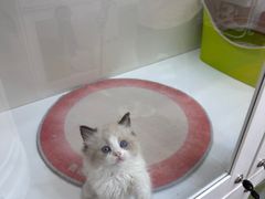 -青奢宠物·青奢猫舍