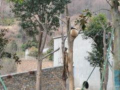 -卧龙中华大熊猫苑神树坪基地