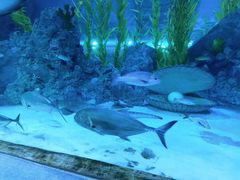 -芜湖新华联大白鲸海洋公园