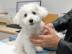 -美联众合动物医院(·中兽医·疑难杂症·严家桥分院)