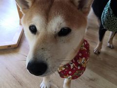 -柴犬小屋·柴餐厅·狗咖食堂(金鼎广场店)