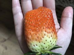 -胡家庙水果批发市场