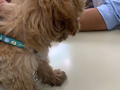 -瑞派动物医院·猫专科·至诚(江南中分院)