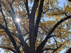 -千年银杏谷文化旅游区