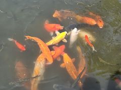 -西湖游船
