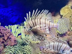 -上海海洋水族馆