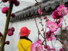 -无锡梅园公园